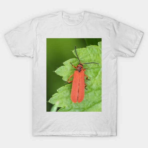 Red net-winged beetle - Dictyoptera simplicipes T-Shirt by SDym Photography